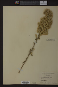 Solidago speciosa image