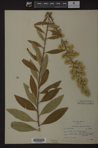 Solidago speciosa image