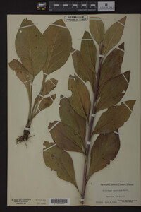 Solidago speciosa image
