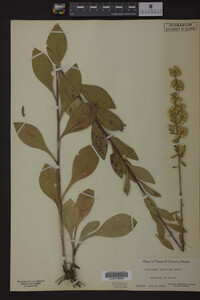 Solidago speciosa image