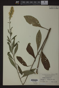 Solidago speciosa image