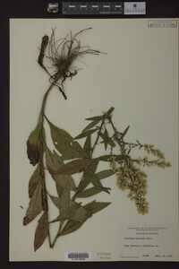 Solidago speciosa image