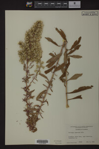 Solidago speciosa image
