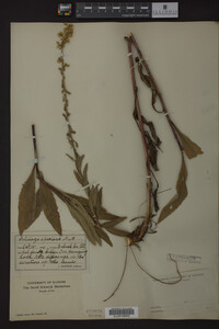 Solidago speciosa image