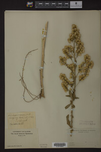Solidago speciosa image