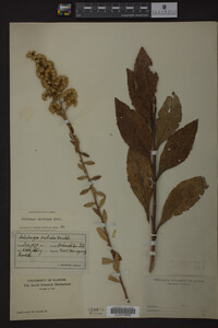 Solidago speciosa image