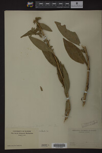 Image Associated With the Occurrence