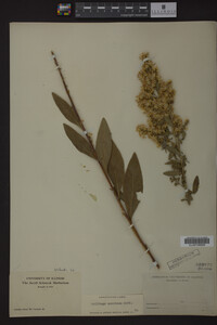 Solidago speciosa image