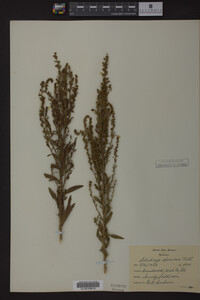 Solidago speciosa image