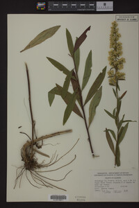 Solidago speciosa image