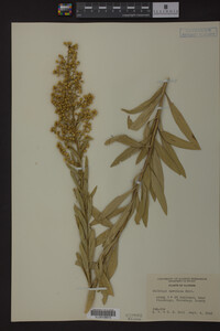 Solidago speciosa image
