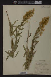 Solidago speciosa image