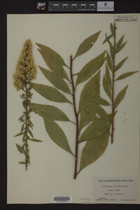 Solidago speciosa image