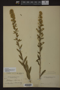 Solidago speciosa image