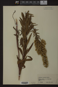 Solidago speciosa image