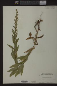 Solidago speciosa image