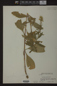 Solidago speciosa image