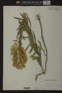 Solidago speciosa image