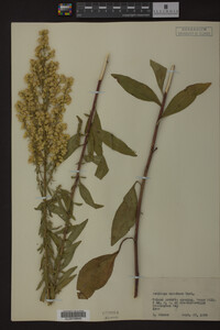 Solidago speciosa image