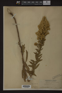 Solidago speciosa image