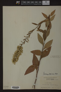 Solidago speciosa image
