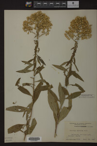 Solidago speciosa image