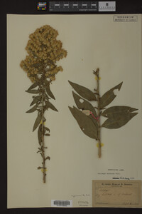 Solidago speciosa image