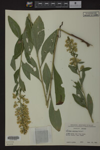 Solidago speciosa image