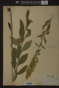 Solidago speciosa image