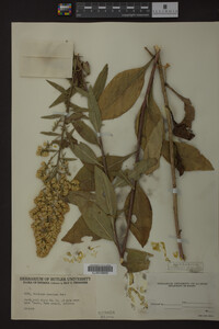 Solidago speciosa image