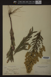 Solidago speciosa image