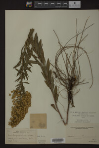 Solidago speciosa image