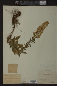 Solidago speciosa image