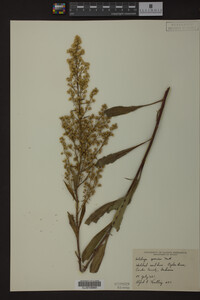 Solidago speciosa image