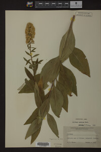 Image Associated With the Occurrence