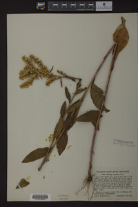 Solidago speciosa image