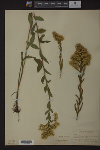 Solidago speciosa image