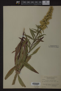 Solidago speciosa image