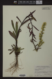 Solidago speciosa image