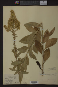 Solidago speciosa image