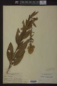 Solidago speciosa image
