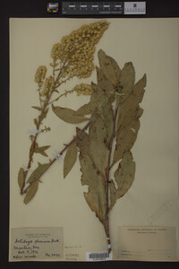 Solidago speciosa image