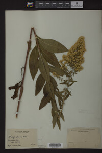 Solidago speciosa image