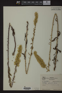 Solidago speciosa image