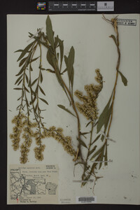 Solidago speciosa image