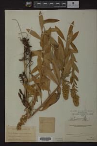 Solidago speciosa image