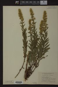 Solidago speciosa image