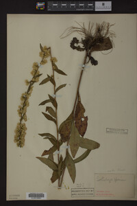 Solidago speciosa image