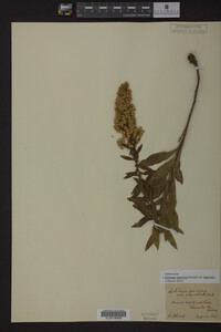 Image Associated With the Occurrence