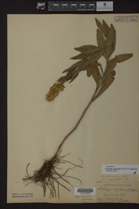 Image Associated With the Occurrence
